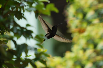 Beautiful Black Jacobin Hummingbird flying