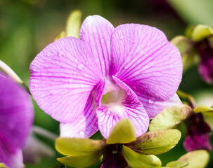 A pinkish white vanda orchid flower.