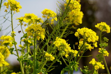 菜の花