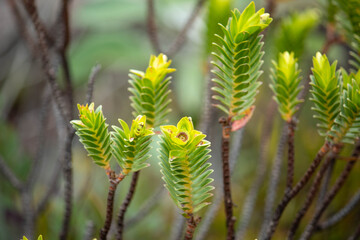 planta espinhenta
