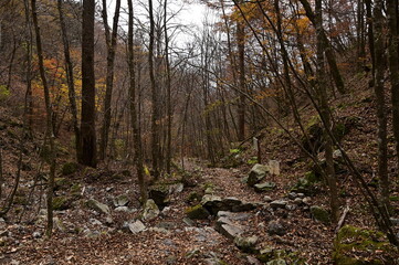 紅葉シーズンの三頭山の登山道