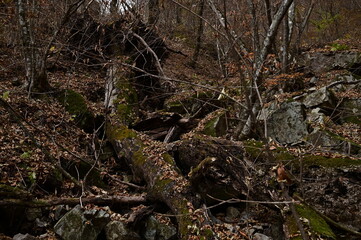 紅葉シーズンの三頭山の登山道