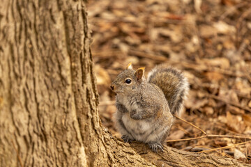 portrait of squirrels on a tree
