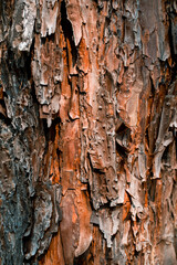 Pine Bark, a unique pattern of bark used as a background.