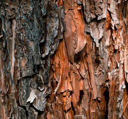 Pine Bark, a unique pattern of bark used as a background.