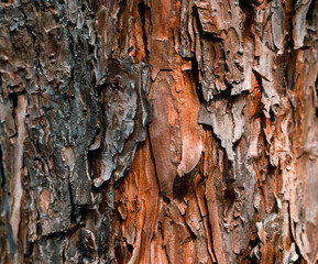 Pine Bark, a unique pattern of bark used as a background.