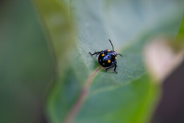 Bug on leaf