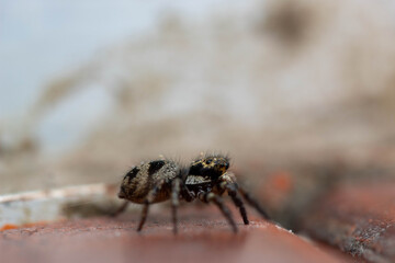 Perfil de aranha papa moscas