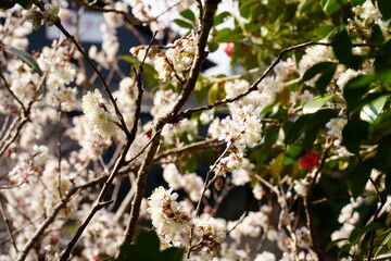 梅の花