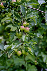 Apples on tree, Malus, early summer before harvest, Bavaria, Germany, Europe