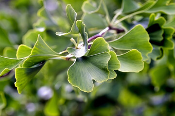 Obraz premium Leaves of the medicinal plant Ginkgo on a Ginkgo tree in summer, Ginkgo biloba