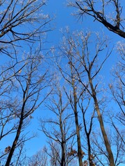 tree branches against sky