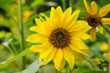 sunflower in the garden