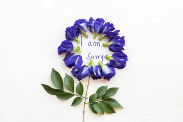 i am sorry message card handwriting with blue flowers butterfly pea arrangement flat lay postcard style on background white