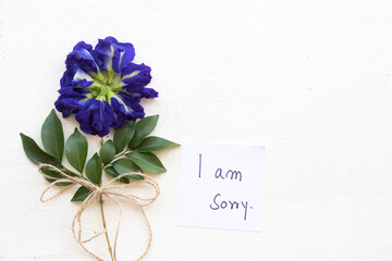 i am sorry message card handwriting with blue flowers butterfly pea arrangement flat lay postcard style on background white - obrazy, fototapety, plakaty
