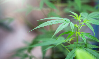 close up of marijuana leaf