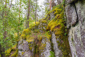 Moss on the rocks in Karelian wild forest in Russia
