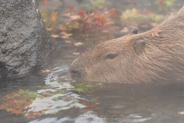 くつろぐカピバラ