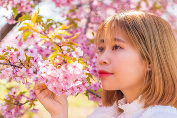 Fototapeta premium 河津桜と若い女性