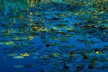 Bluegreen water lilies Monet impressionism 