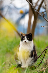 菜の花の向こうに座る猫　三毛猫