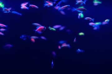 Neon glow fish color freshwater aquarium. Underwater in the neon light. The screen is dark aquarium. Blurry background. Selective Focus.
