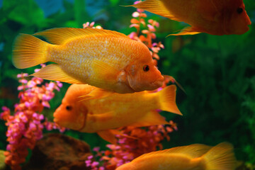 Big Cichlasoma labiatum fish swims in an aquarium. (Amphilophus Labiatus)