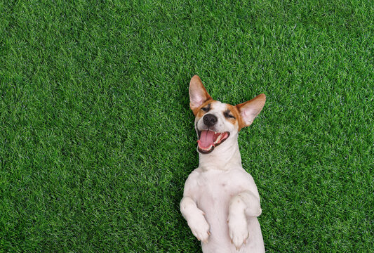 Crazy smiling dog, lying on green grass.