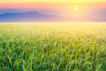 Plakat Rice field and sky background at sunset time with sun rays.