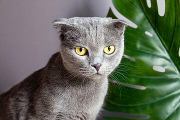 Cute gray cat of British breed on the background of a monstera palm leaf looks at the camera. Pet...