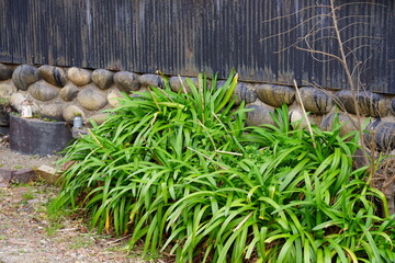草