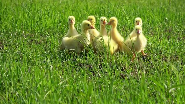 Close shot of a group of running yellow ducklings on green grass