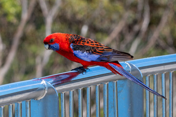 Crimson Parrot Stanwell Park NSW
