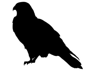 鷲のシルエット