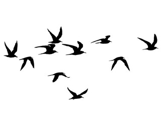 羽ばたく鳥の群れのシルエット