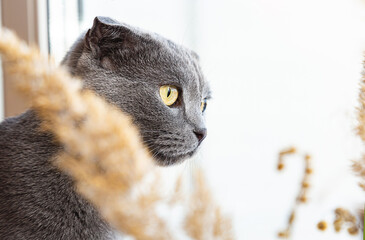 Gray British shorthair cat looks out the window through spikelets of pampas grass. Portrait of a cute pet