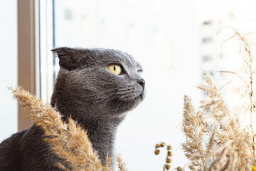 Gray British shorthair cat looks out the window through spikelets of pampas grass. Portrait of a...