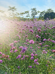 A beautiful purple flower field fills the area.