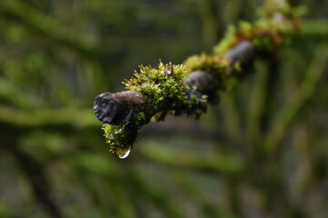 close of branch with water and green