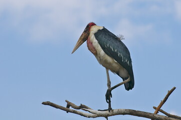 アフリカハゲコウ（ケニア）