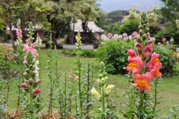 Snapdragon flower and green leaf in garden.