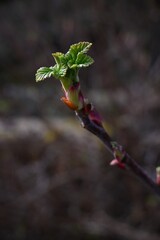 Leaves budding on a branch in Spring.
