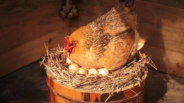 Hen hatching eggs in a wooden barrel. Sun shining on the hen and eggs