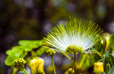 white flower, Albizia lebbeck, spring time, sweet smell flower 