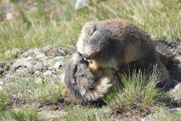 marmot in the grass