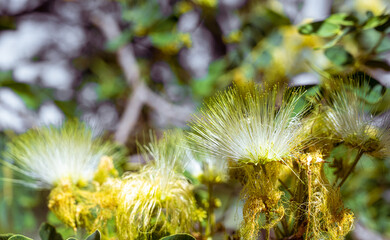 white flower, Albizia lebbeck, spring time, sweet smell flower 