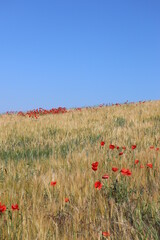 Getreide Getreidefeld Feld mit Mohnblumen Mohn roten Blumen rot