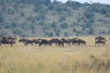 Fototapeta na wymiar マサイマラのヌーの群れ（ケニア）