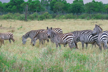 グラントシマウマ（ケニア）