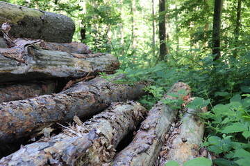 Fällholz Holz gefällte Bäume Baumstämme im Wald bereit zum Abtransport